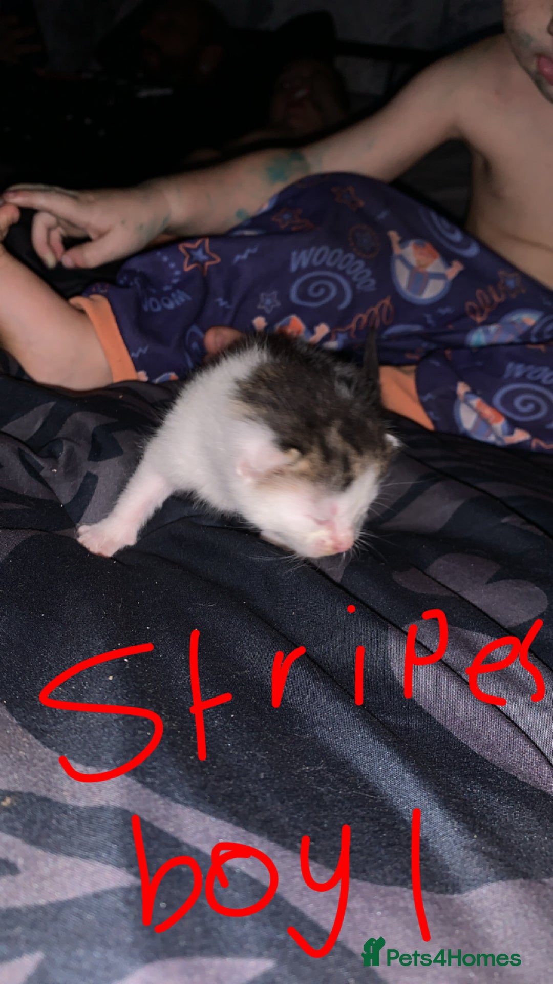 British Longhair cats for sale: Kittens for sale  - Image 2