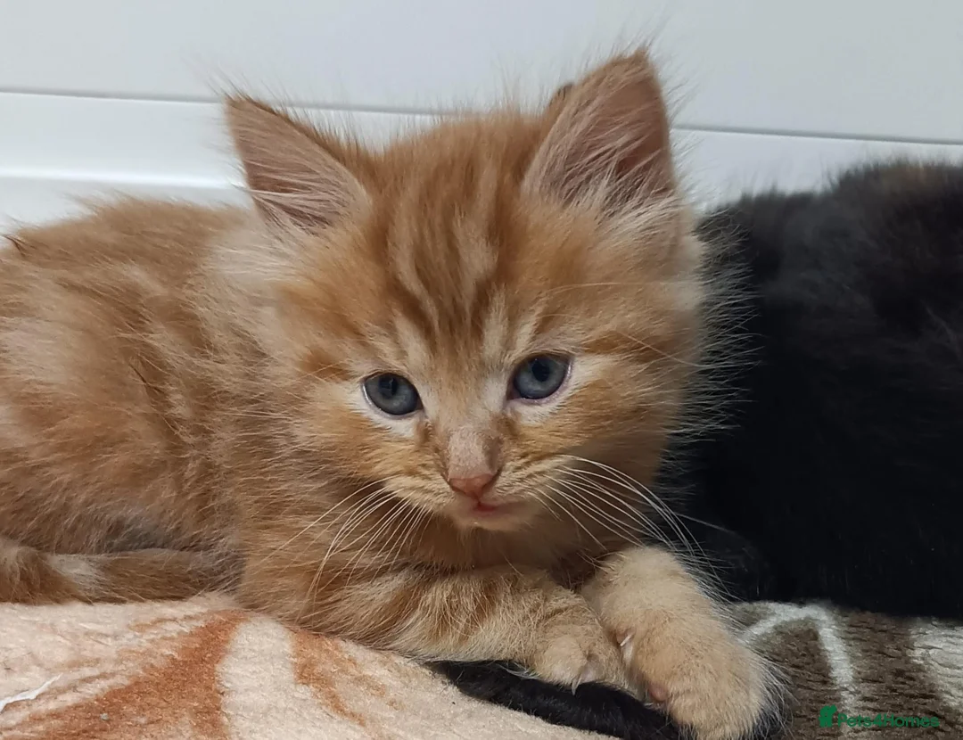 Mixed Breed cats for sale: Ginger cat  - Advert 3