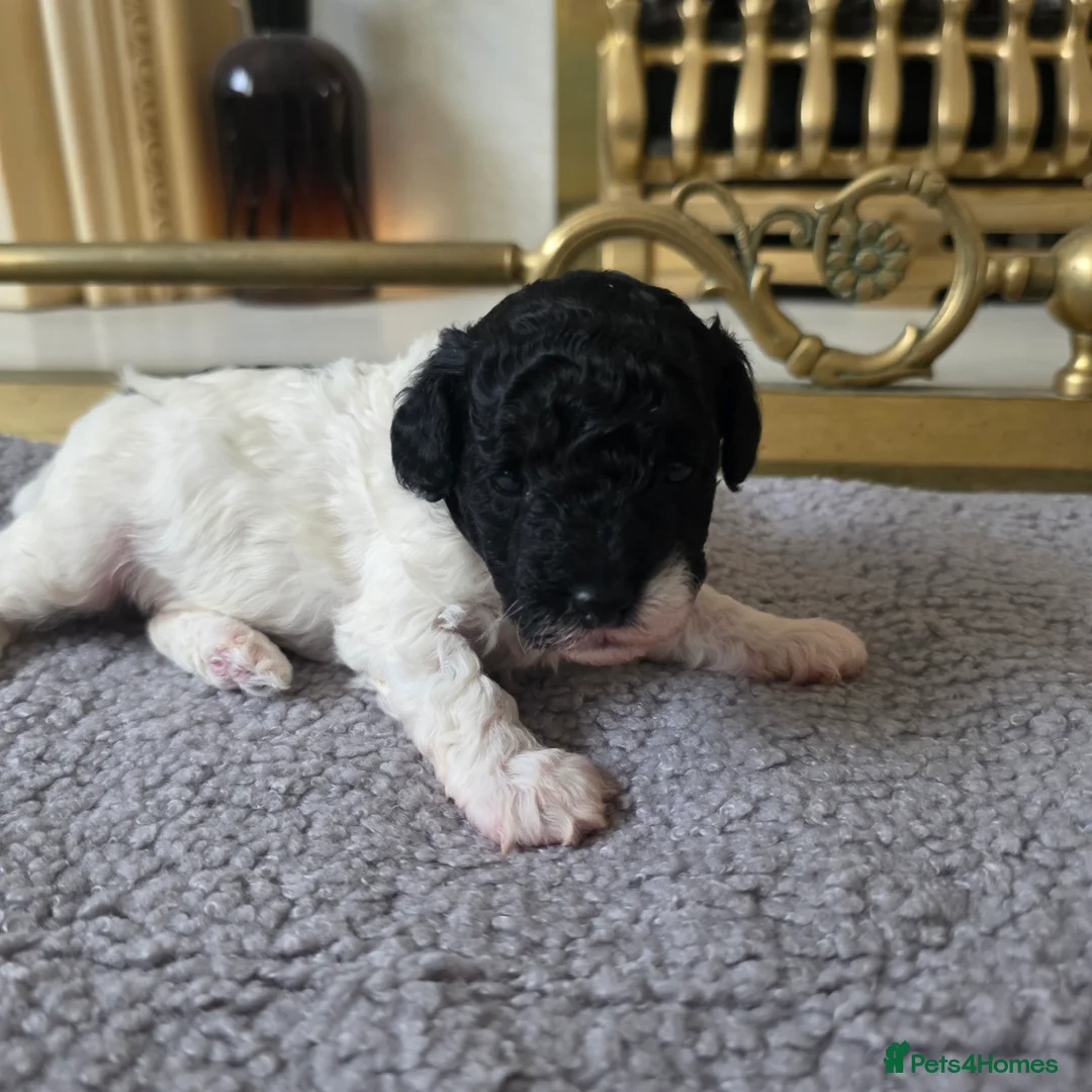 Toy Poodle dogs for sale: 🐩💙 1 TINY BOY LEFT 💙🐩 READY NOW - Advert 1