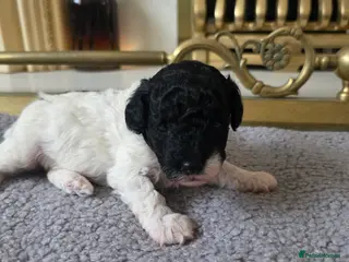 Toy Poodle dogs 🐩💙 1 TINY BOY LEFT 💙🐩 - Advert 1