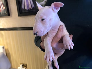 Bull Terrier dogs 🇬🇧🇬🇧BULLYVIEW BULL TERRIERS🇬🇧🇬🇧 - Advert 2
