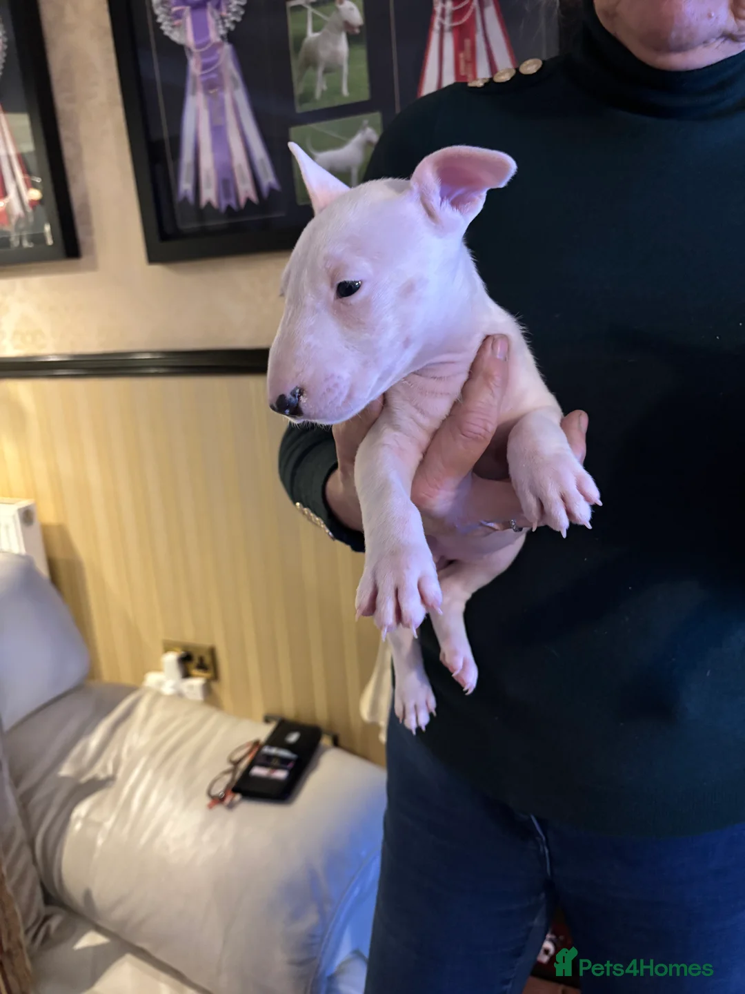 Bull Terrier dogs for sale: 🇬🇧🇬🇧BULLYVIEW BULL TERRIERS🇬🇧🇬🇧 - Advert 3