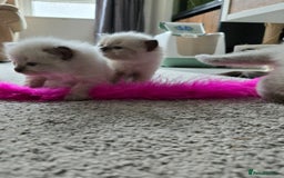 Ragdoll cats for sale: 4 Stunning Ragdolls (ready in August) in Bristol - Image 8