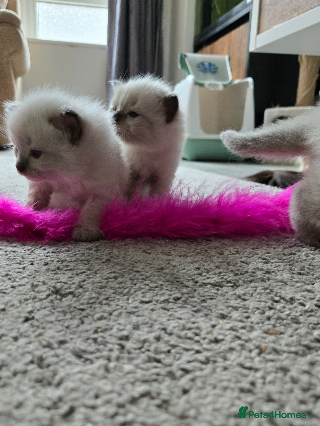 Ragdoll cats for sale: 4 Stunning Ragdolls (ready in August) in Bristol - Image 8