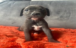 Mixed Breed dogs for sale: Cane corso x staffy  - Image 38
