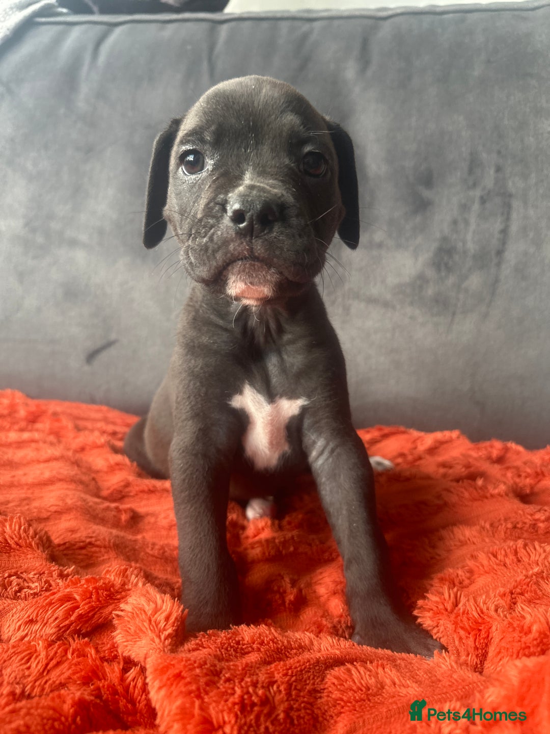 Mixed Breed dogs for sale: Cane corso x staffy  - Image 38