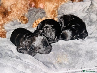 Labradoodle dogs Miniature Labradoodles - Advert 2