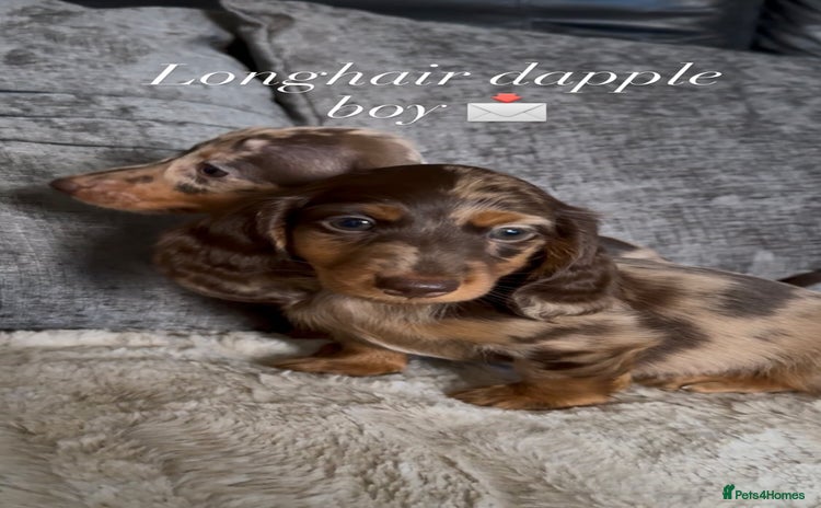 Miniature Dachshund dogs - Advert 2