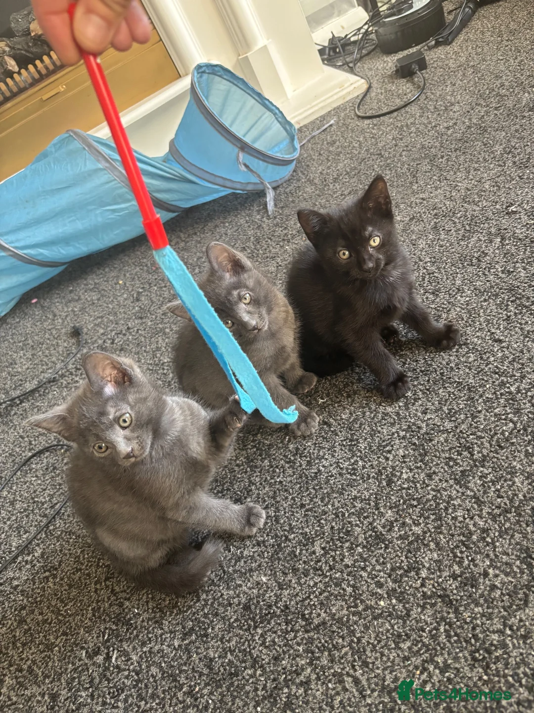 Mixed Breed cats for sale: Kittens for sale  - Advert 2