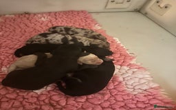 Cockapoo dogs for sale: Extensively health tested Cockapoo puppy’s  - Image 1