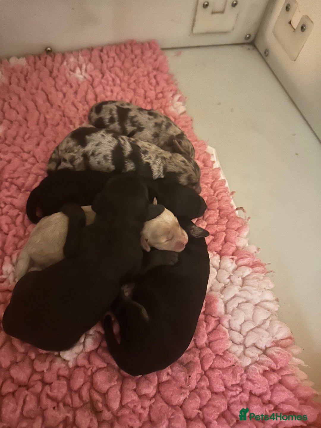 Cockapoo dogs for sale: Extensively health tested Cockapoo puppy’s  - Image 1