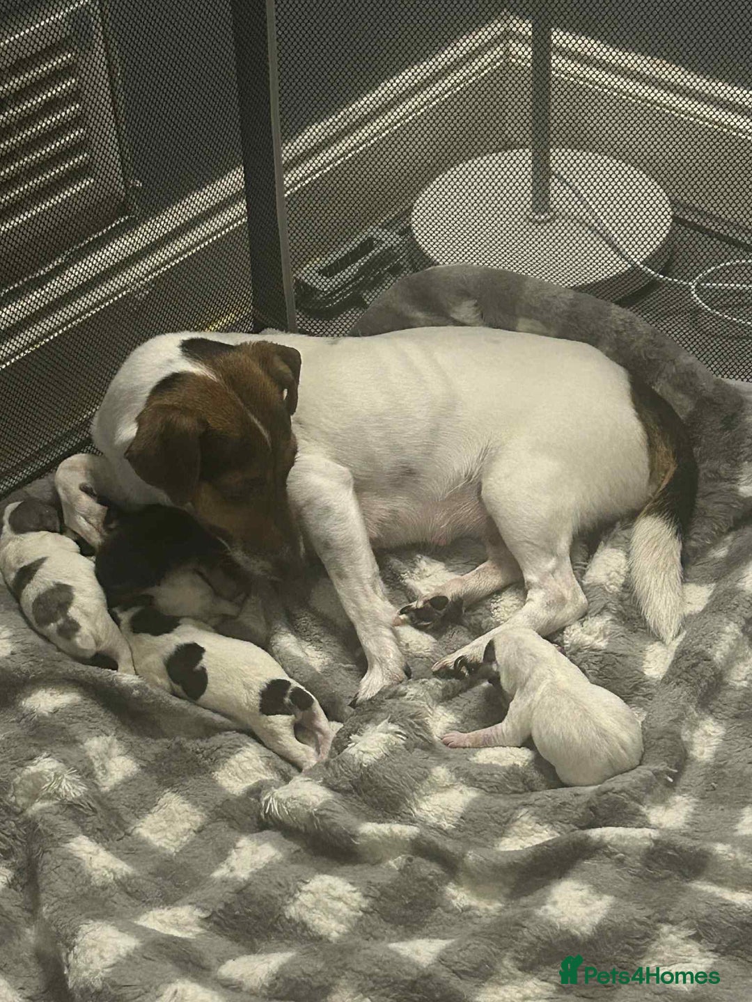 Jack Russell dogs for sale: Jack russell puppies  - Image 12