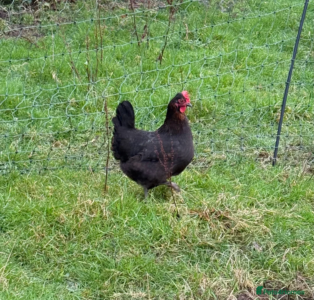 Chickens poultry for sale: Laying hens  - Advert 6