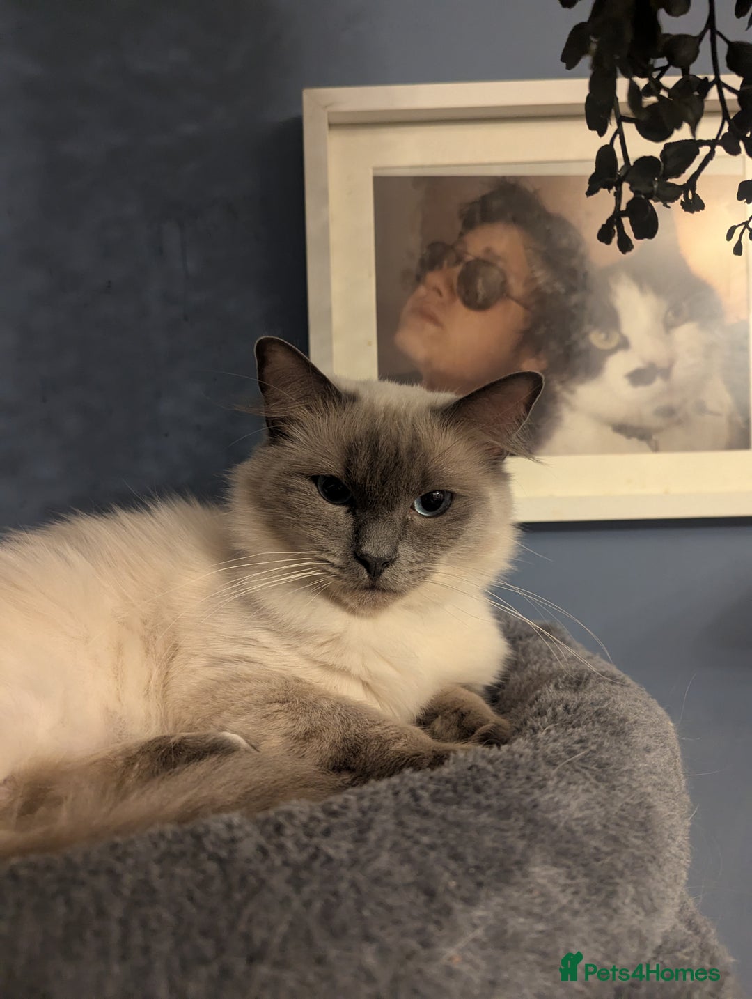 Ragdoll cats for sale: ragdoll kittens (only 1 boy left main picture) - Image 21