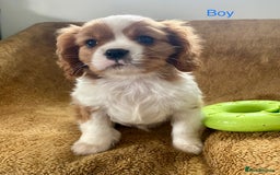 Cavalier King Charles Spaniel dogs for sale: Gorgeous Cavalier King Charles Spaniel Puppies - Image 5