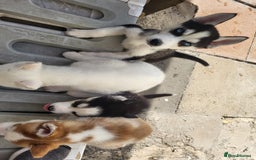 Siberian Husky dogs for sale: Siberian husky puppies (ready forever loving home) - Image 5