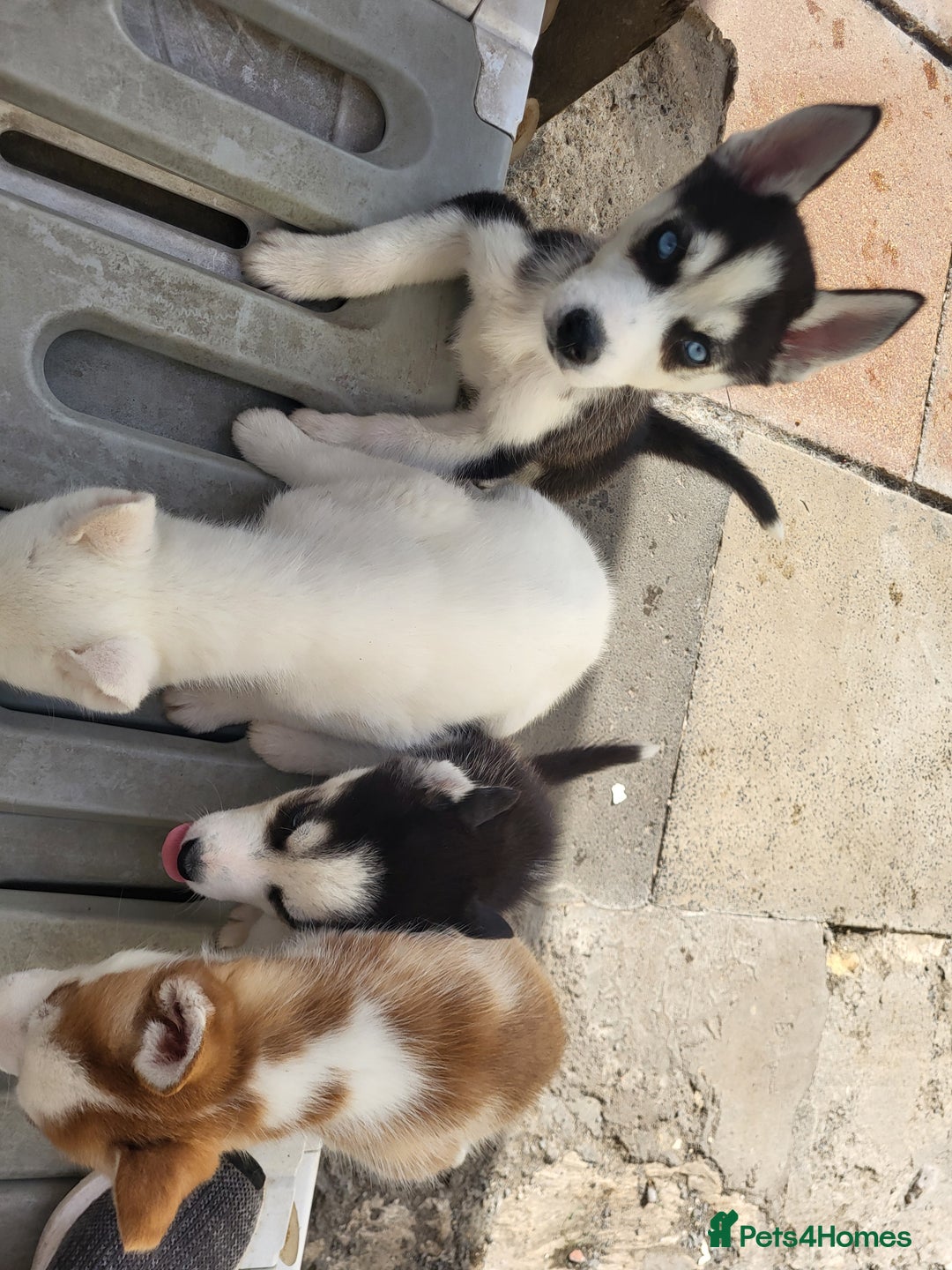 Siberian Husky dogs for sale: Siberian husky puppies (ready forever loving home) - Image 5