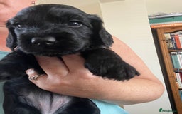 Cockapoo dogs for sale: Cockerpoo- beautiful Merle ready to go in Gillingham - Image 7