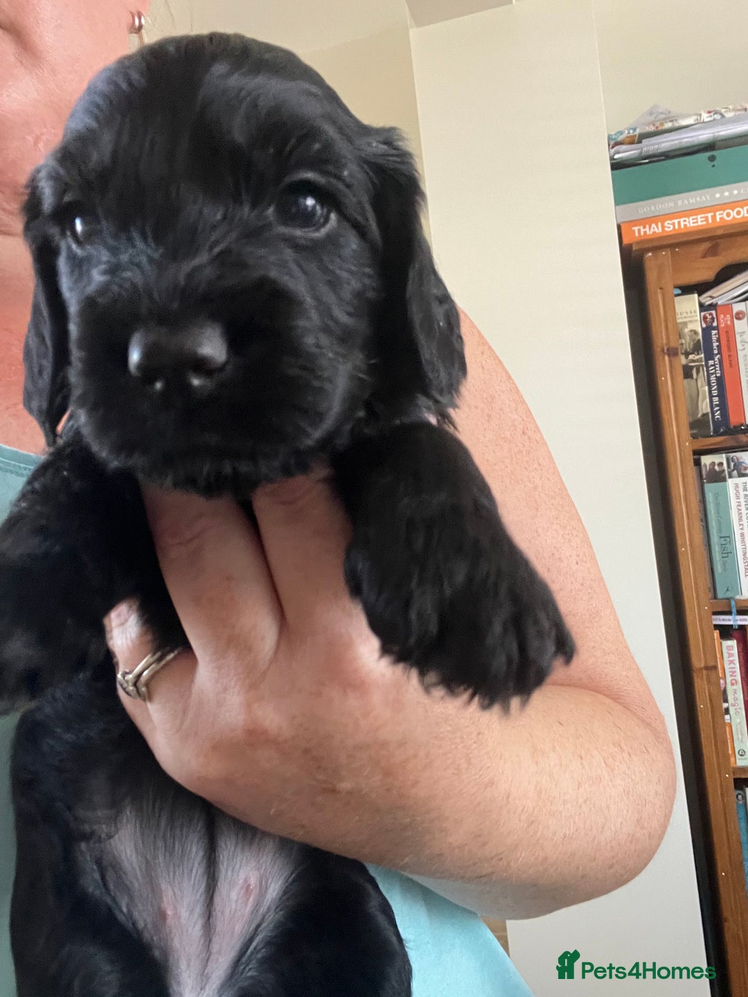 Cockapoo dogs for sale: Cockerpoo- beautiful Merle ready to go in Gillingham - Image 7
