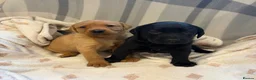Labrador Retriever dogs for sale: Labrador Puppies  - Advert 13
