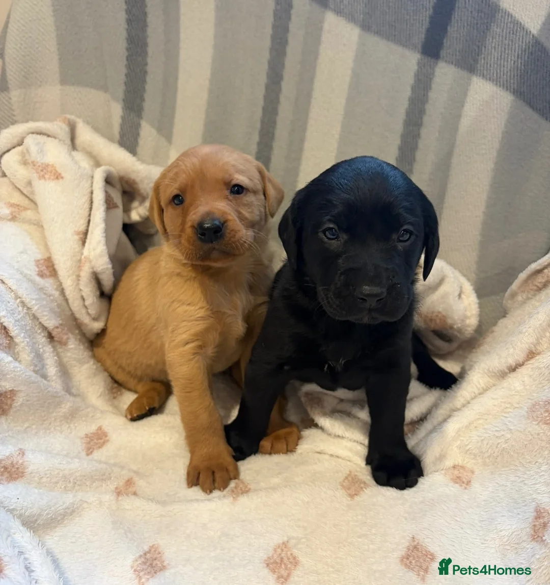Labrador Retriever dogs for sale: Labrador Puppies  - Advert 13