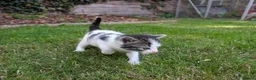 Mixed Breed cats for sale: Georgous Kittens Looking For A New Home - Advert 9