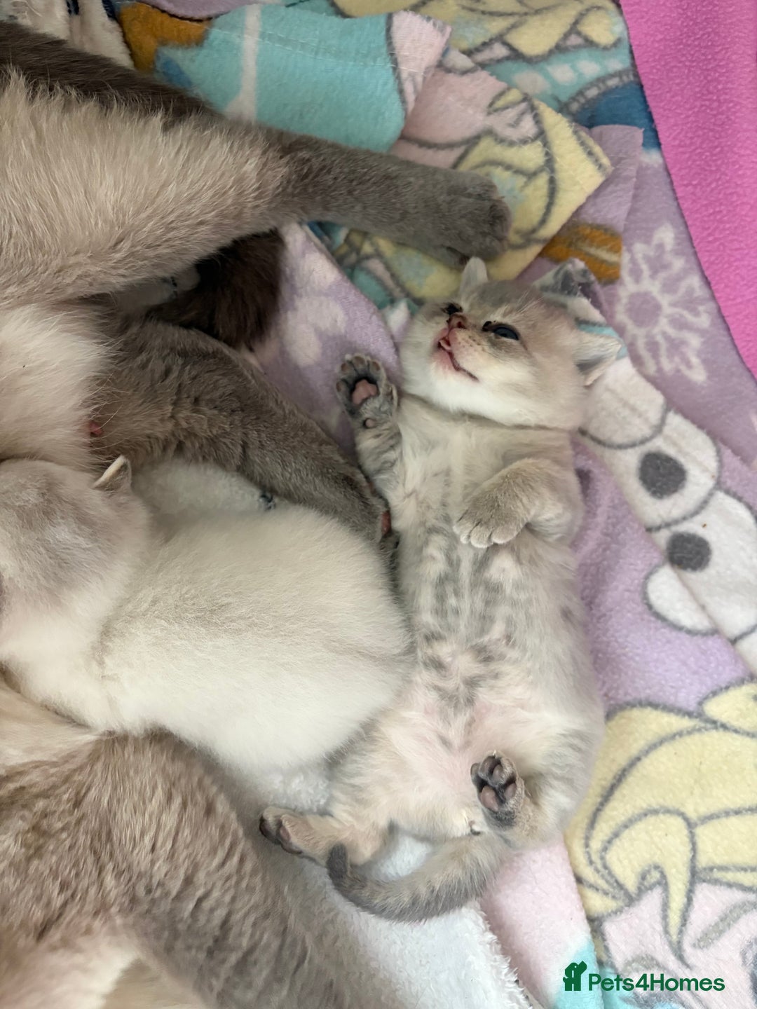 British Shorthair cats for sale: 💖☁️SILVER TIPPED BSH CHINCHILLA GIRL☁️💖 - Image 4