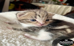 Bengal cats for sale: ⭐️ BENGAL KITTEN FOR SALE! ⭐️ 🩷❤️🧡💛💚🩵💙💜 - Image 9