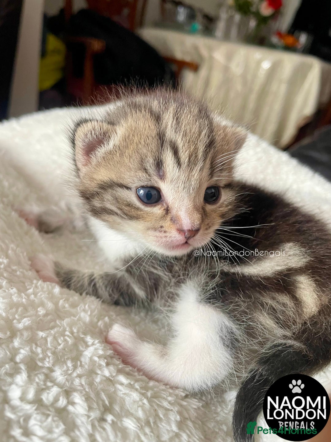 Bengal cats for sale: ⭐️ BENGAL KITTEN FOR SALE! ⭐️ 🩷❤️🧡💛💚🩵💙💜 - Image 9