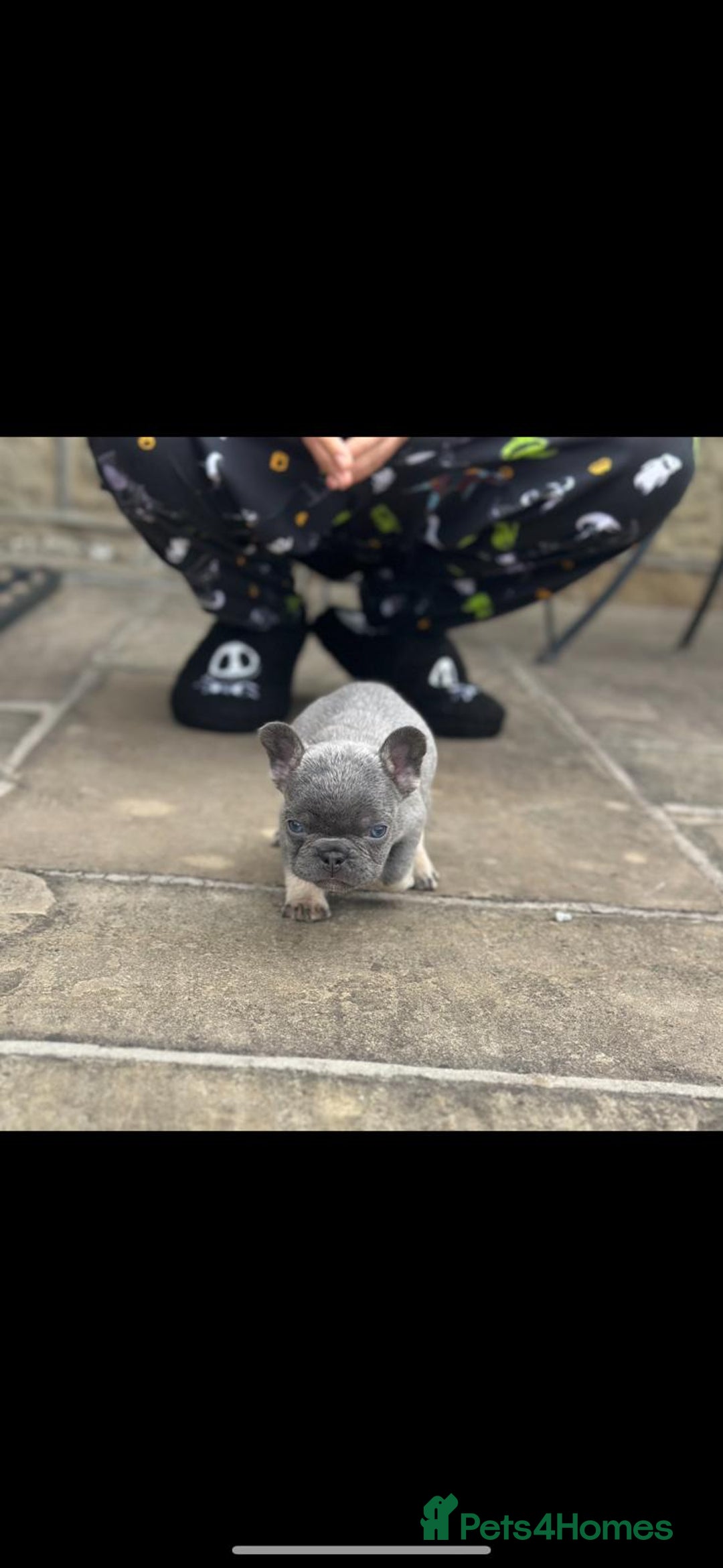 French Bulldog dogs for sale: Miniature French bulldogs carry fluffy  - Image 17