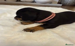 Dachshund dogs for sale: Dachshunds for sale   - Image 18