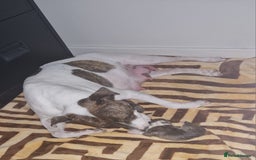Staffordshire Bull Terrier dogs for sale: Staffordshire puppies  - Image 9