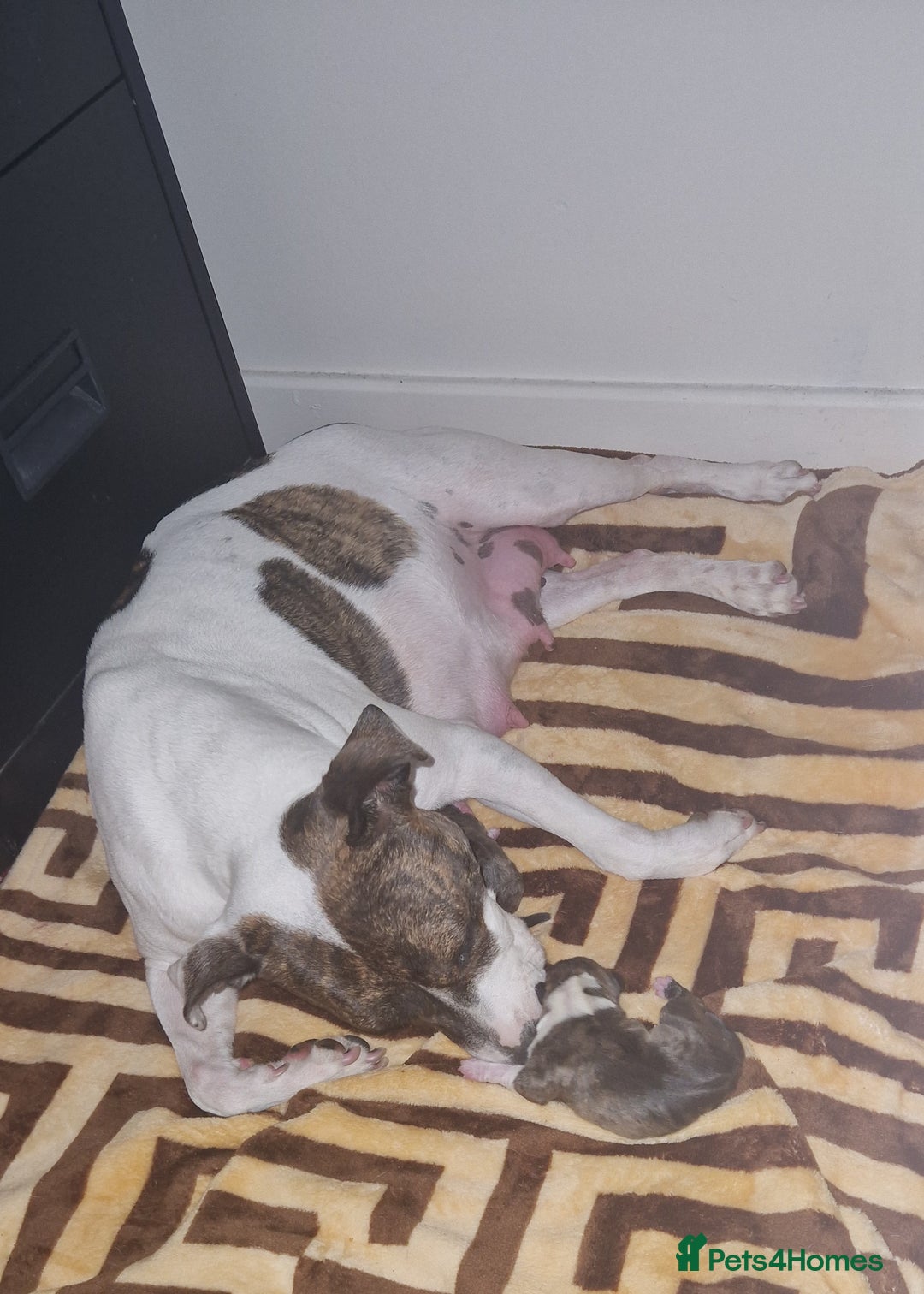 Staffordshire Bull Terrier dogs for sale: Staffordshire puppies  - Image 9