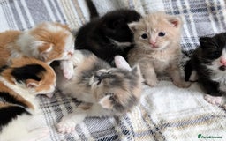 Mixed Breed cats for sale: Beautiful healthy kittens 😍😍 - Image 1