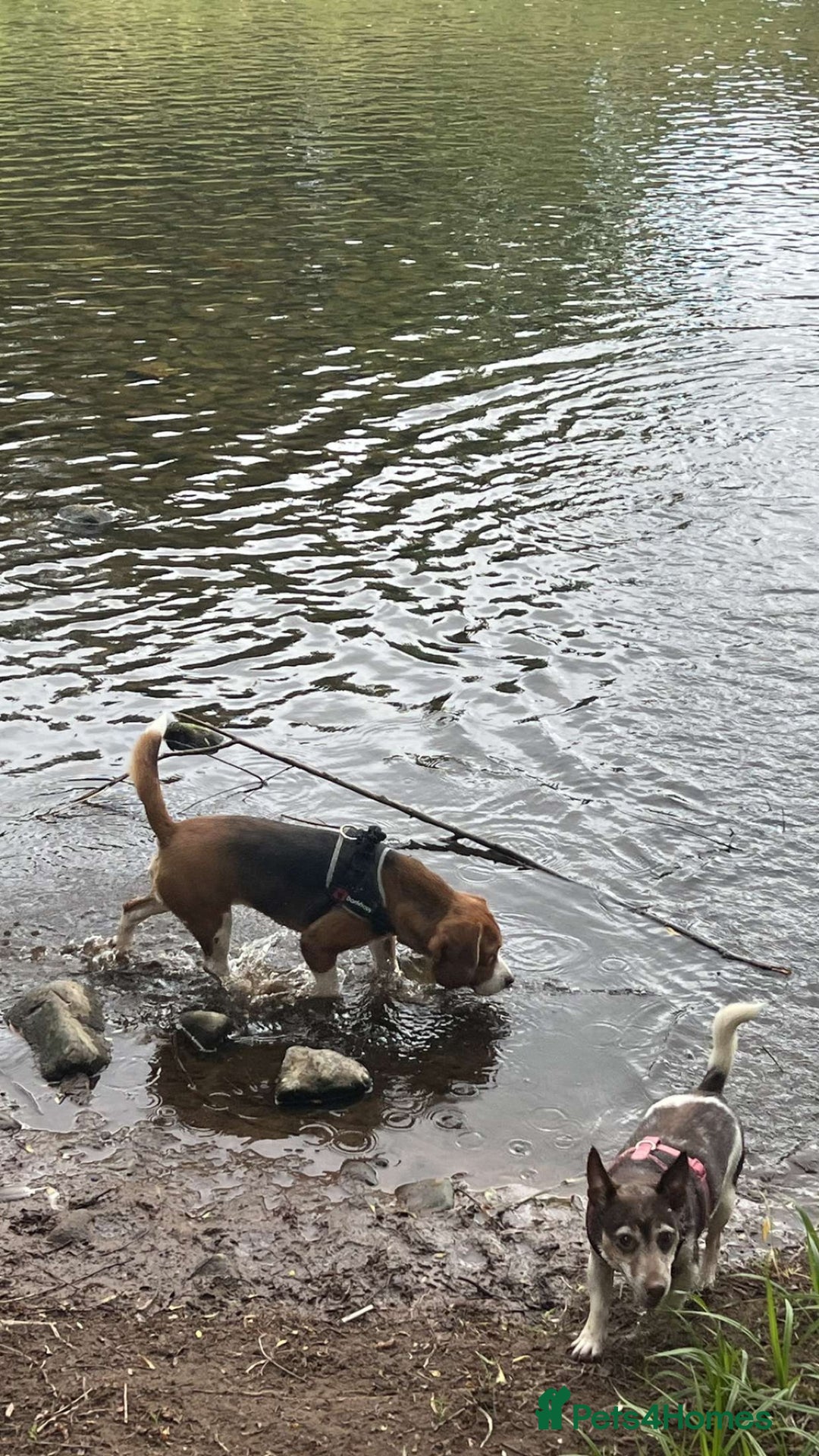 Beagle dogs for stud: Beagle dog available for stud  in Newport - Advert 4