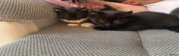 Mixed Breed cats for sale: 3 beautiful kittens for sale  - Advert 4