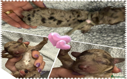 Cockapoo dogs for sale: Beautiful F2b Cockapoo Puppies 3M 3F available - Image 2