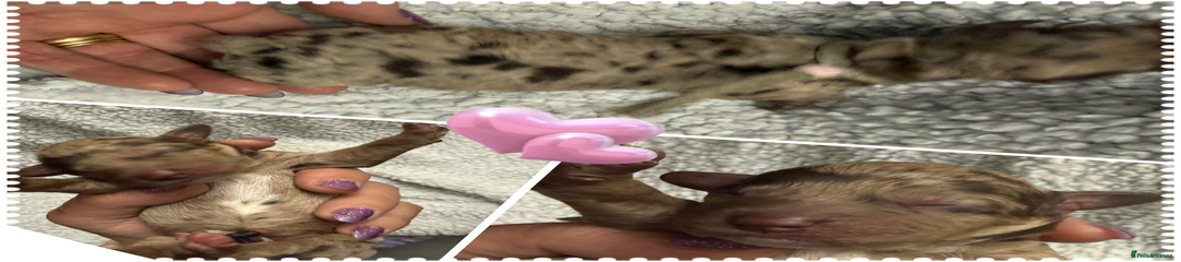 Cockapoo Puppy 1 Pink Collar