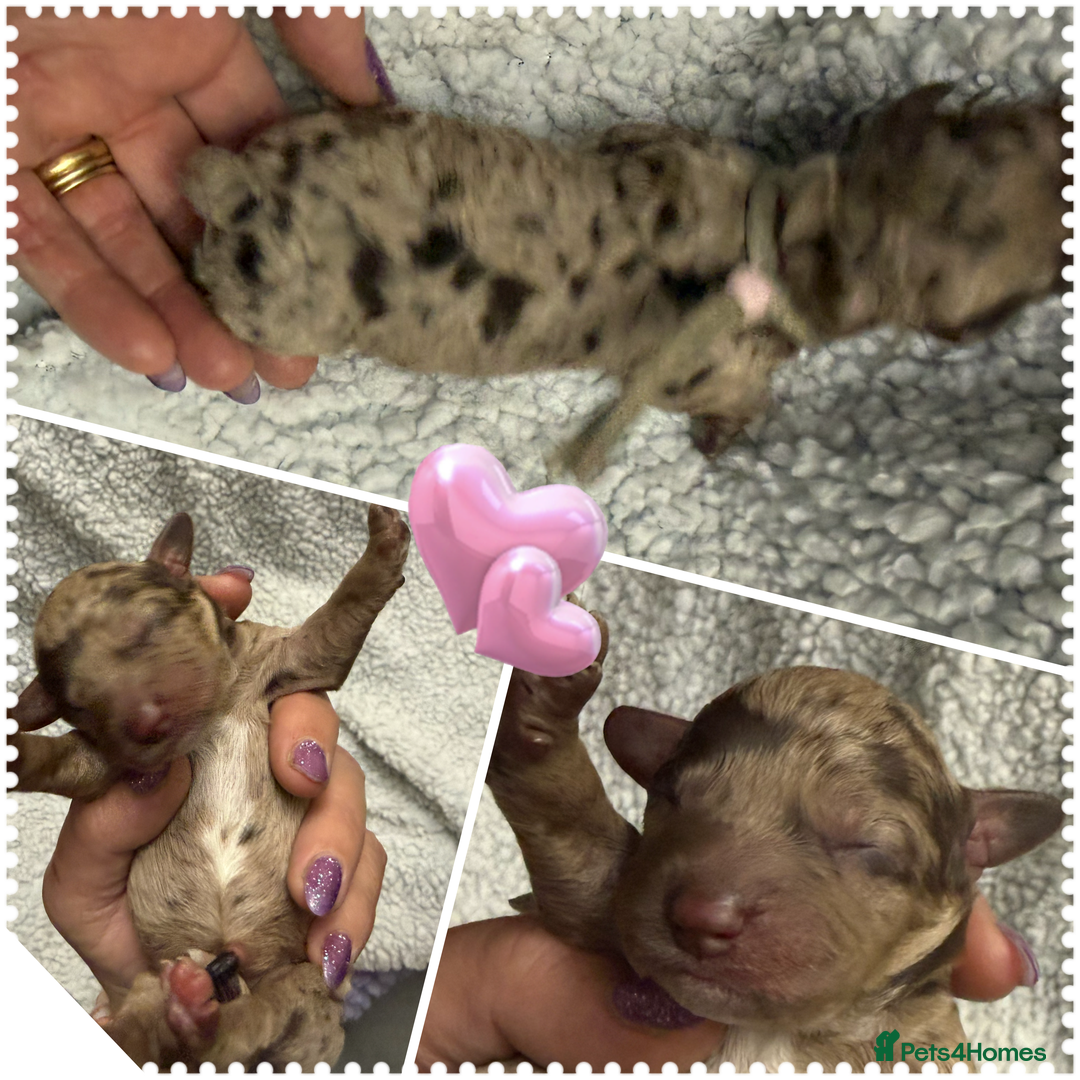 Cockapoo dogs for sale: Beautiful F2b Cockapoo Puppies 3M 3F available - Image 2