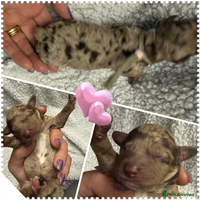 Cockapoo dogs - Advert 9