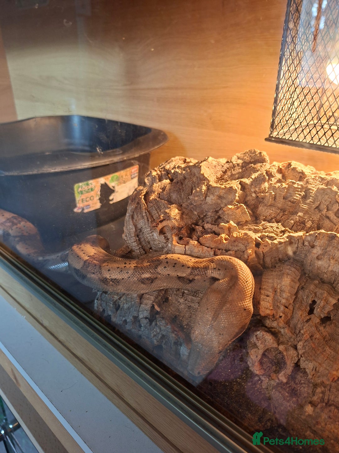 Boa Snake reptiles for sale: Hog island boas. One male one female. - Image 6