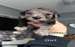 Poochon dogs for sale: Poochons  - Image 13
