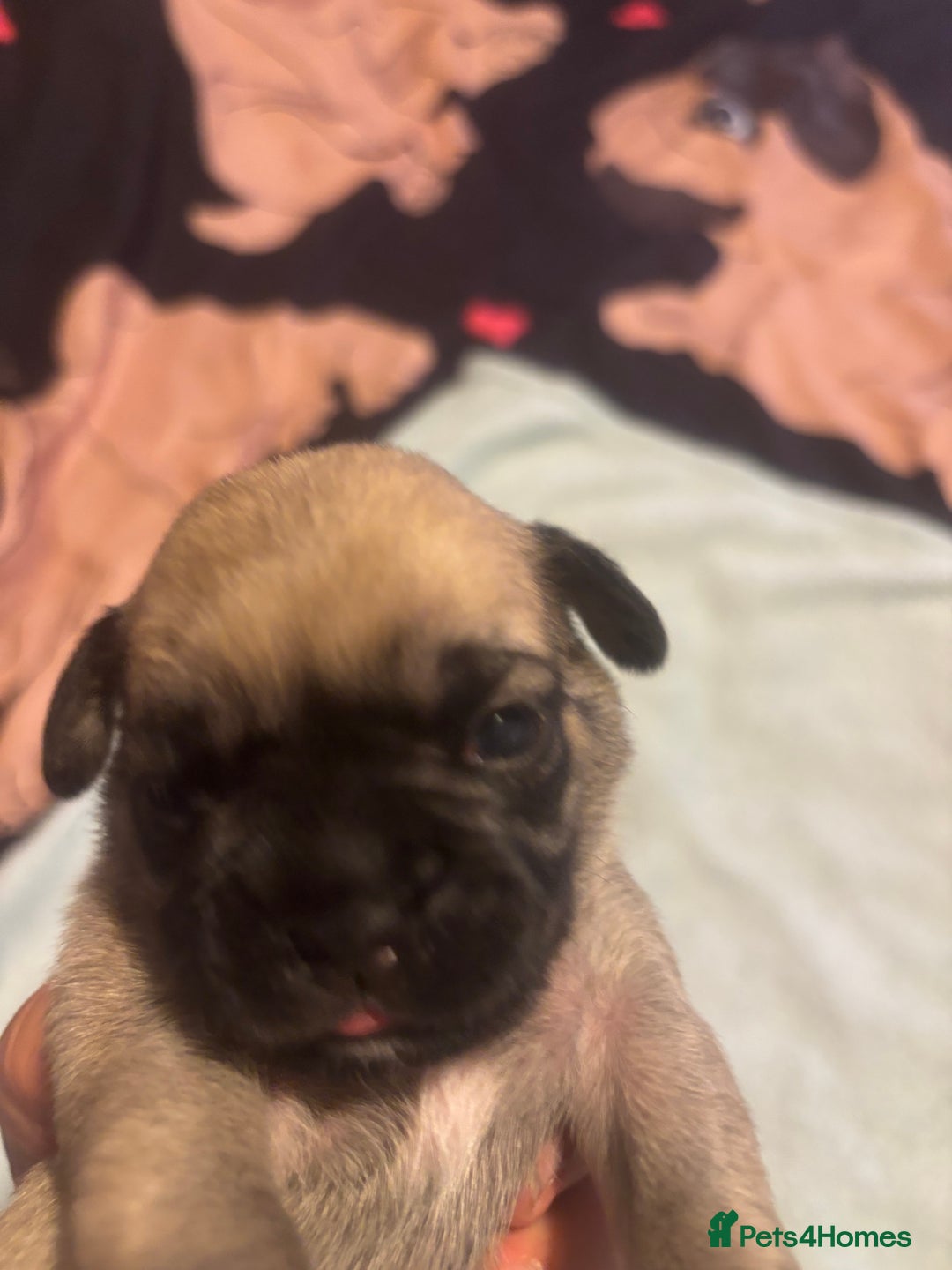 Pug dogs for sale: Pug Puppies  - Image 15
