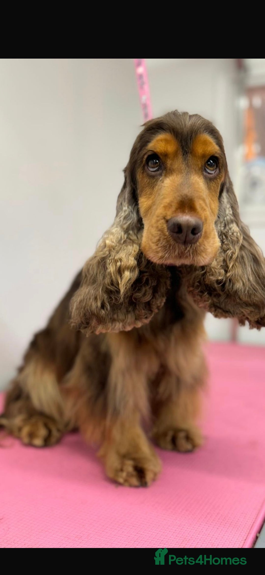 Cocker Spaniel dogs for sale: Show type boys   - Advert 3