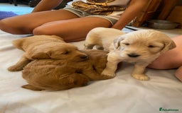 Goldendoodle dogs for sale: Golden doodle puppies ready 12th September  - Image 13