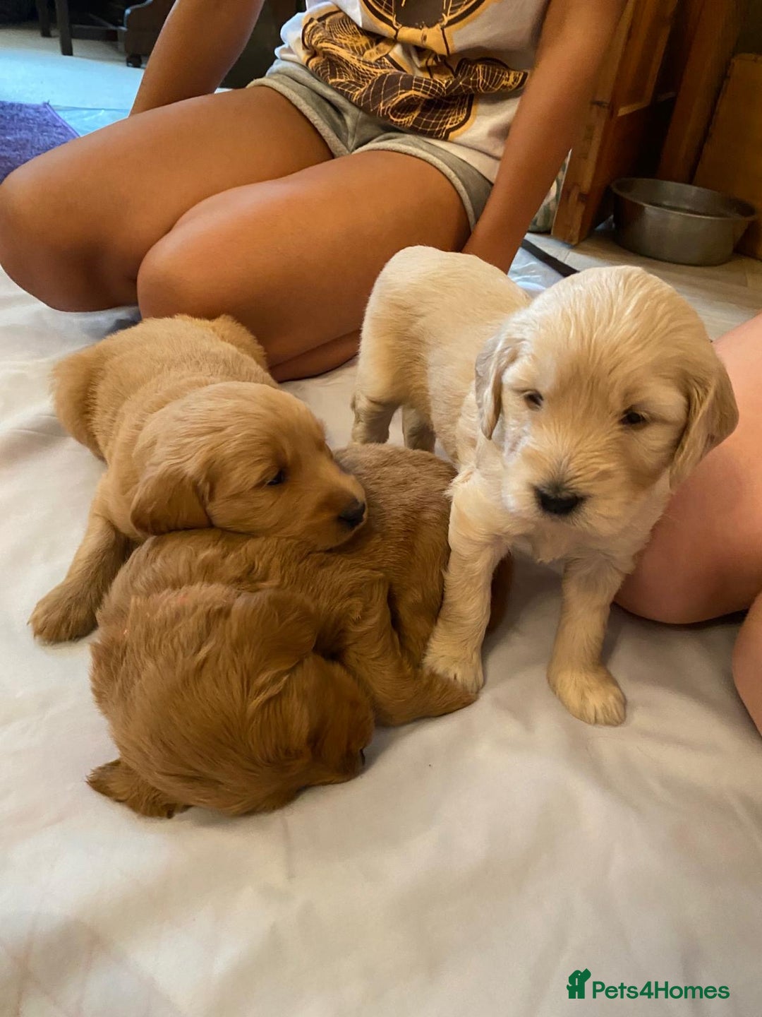 Goldendoodle dogs for sale: Golden doodle puppies ready 12th September  - Image 13