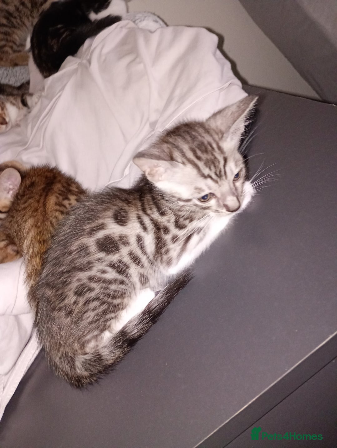 Bengal cats for sale: Silver male Bengal  - Image 1