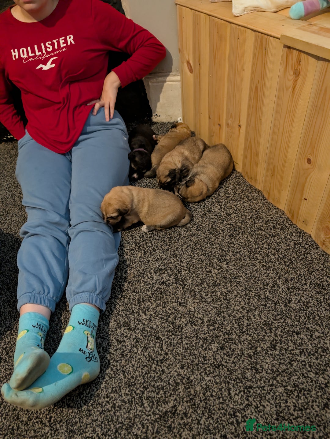Mixed Breed dogs for sale: St Bernese X swiss Shepard pups - Image 10