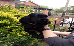 Cocker Spaniel dogs for sale: KC Registered Show type Cocker Spaniels  - Image 36