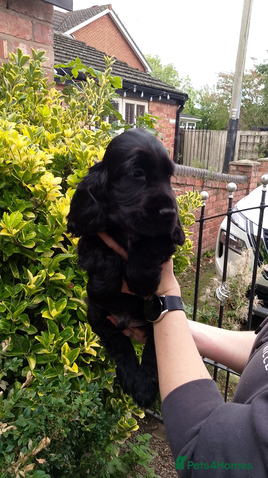Cocker Spaniel dogs for sale: KC Registered Show type Cocker Spaniels  - Image 36